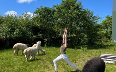 Retreat with Alpacas